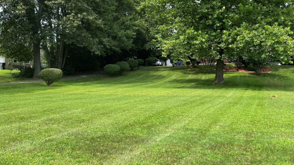 A freshly mowed lawn with trimmed hedges.